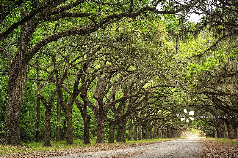 佐治亚州萨凡纳市虫楼种植园的橡树路图片素材