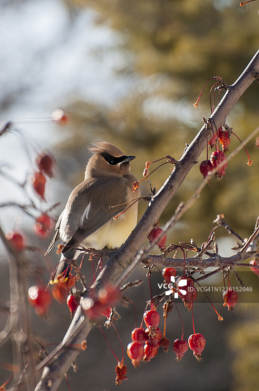 雪松太平鸟图片素材