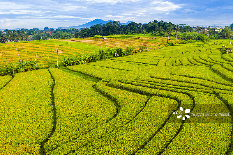 巴厘岛苍古：日出时分的稻田梯田鸟瞰图片素材