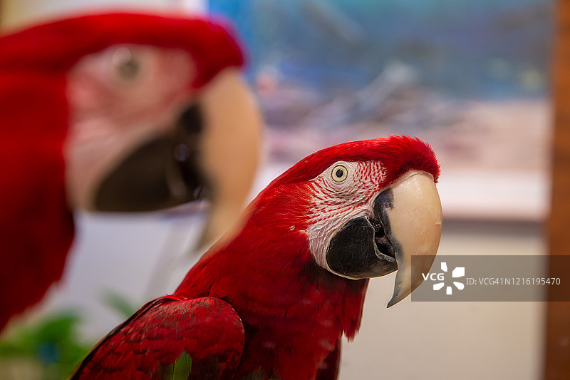 绿翅（红）金刚鹦鹉在镜子中看倒影图片素材