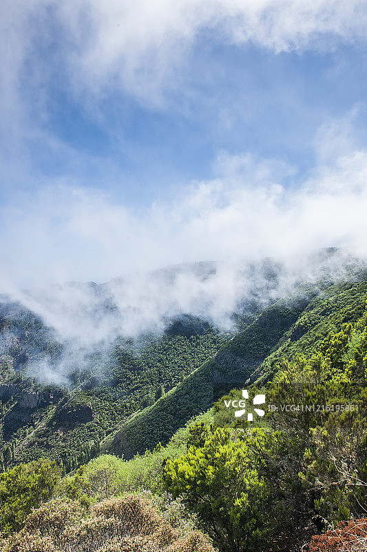 加拉霍奈国家公园森林的雾气图片素材