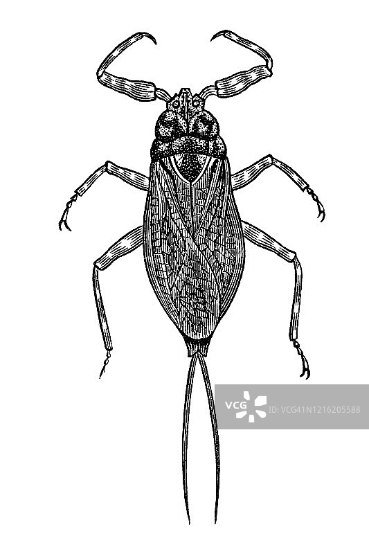 水蝎子的古代雕刻插图图片素材