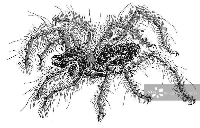 古老的雕刻插图：蝎子蜘蛛 - 昆虫学、多足纲、蛛形纲图片素材