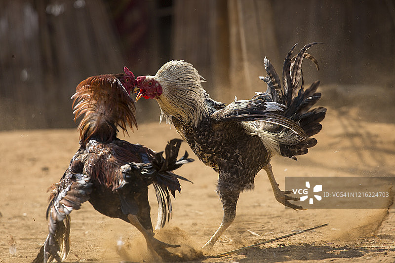 马达加斯加小村庄里的两只斗鸡图片素材