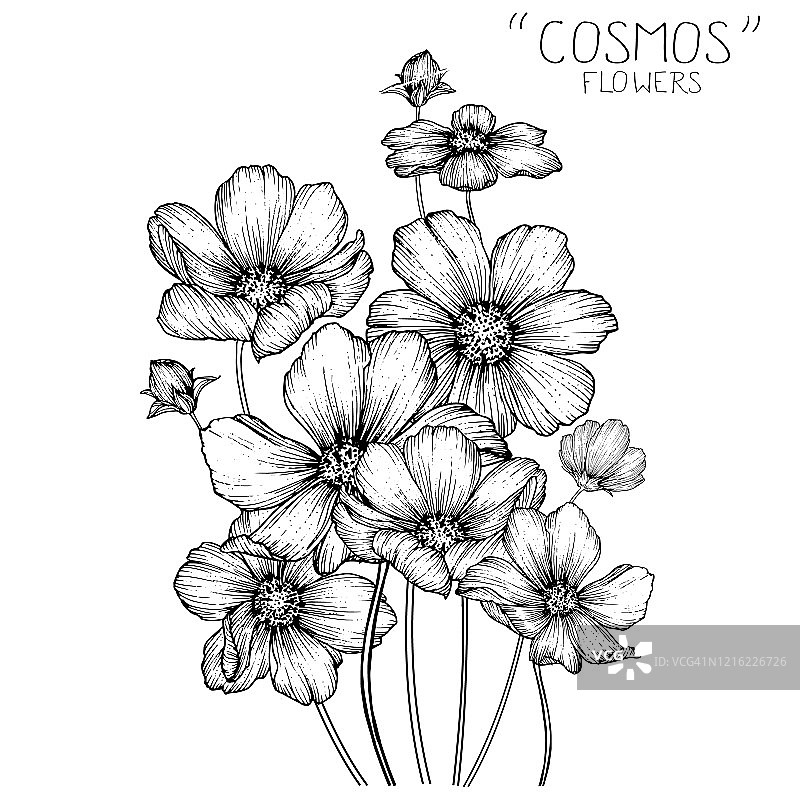 宇宙花绘画图片素材