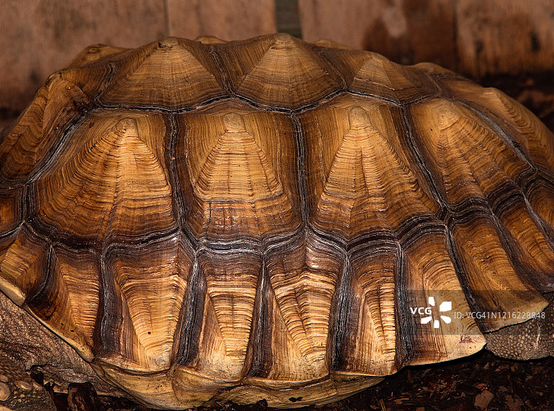金棕色非洲盾臂龟背壳图片图片素材