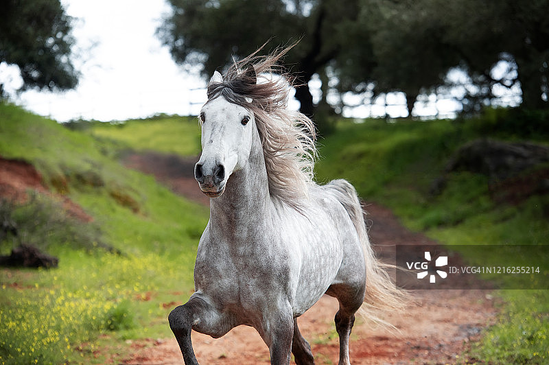 在橄榄园奔跑的年轻灰色安达卢西亚种马，西班牙安达卢西亚图片素材