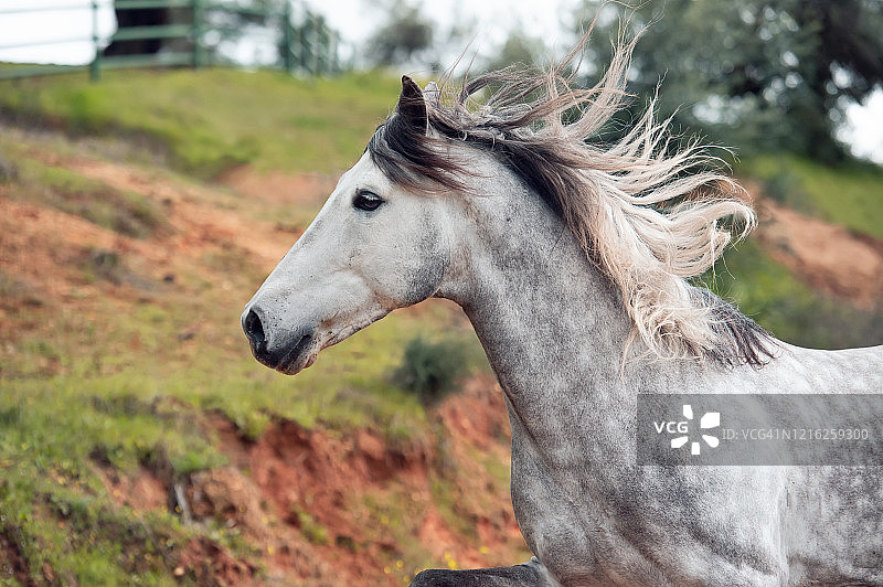 在橄榄园奔跑的年轻灰色安达卢西亚种马，西班牙安达卢西亚图片素材
