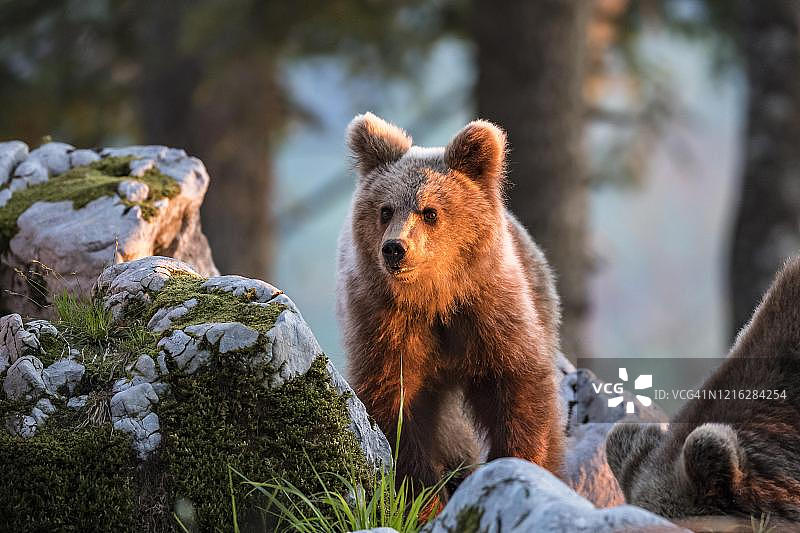 森林中的欧洲棕熊：斯洛文尼亚迪纳拉阿尔卑斯山图片素材