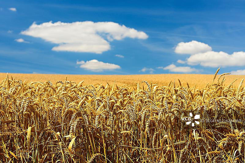 德国萨克森-安哈尔特麦田特写图片素材
