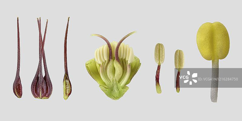 东方铁筷子花（Helleborus orientalis），雄蕊，柱头，图像板，德国图片素材