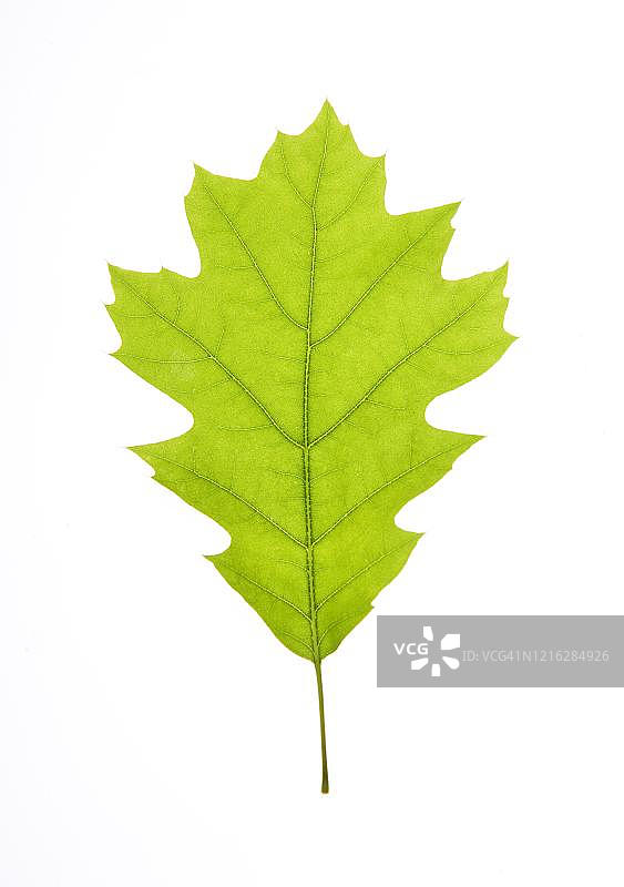 德国北部红橡树叶（栎属）图片素材