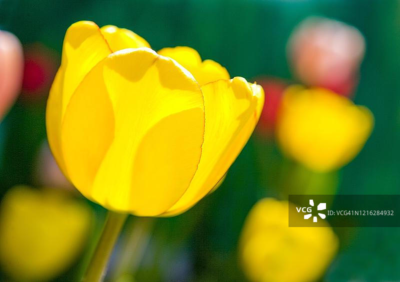 奥地利黄色郁金香图片素材