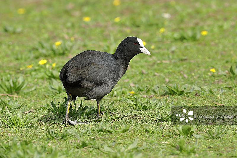 德国黑森州的欧亚骨顶鸡图片素材