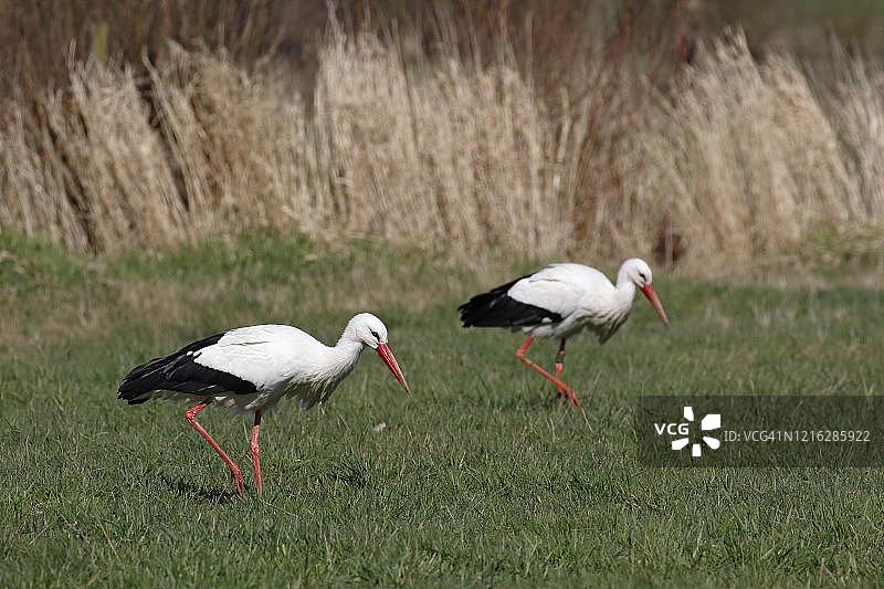 两只白鹳（Ciconia ciconia）在草地上觅食，德国石勒苏益格-荷尔斯泰因州韦德尔易北河草甸图片素材