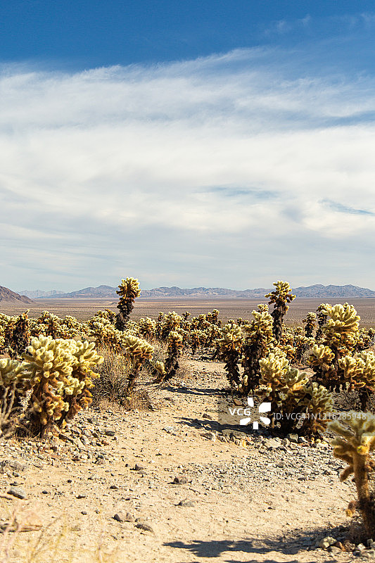 戏剧天空下的仙人掌平原沙漠走道图片素材