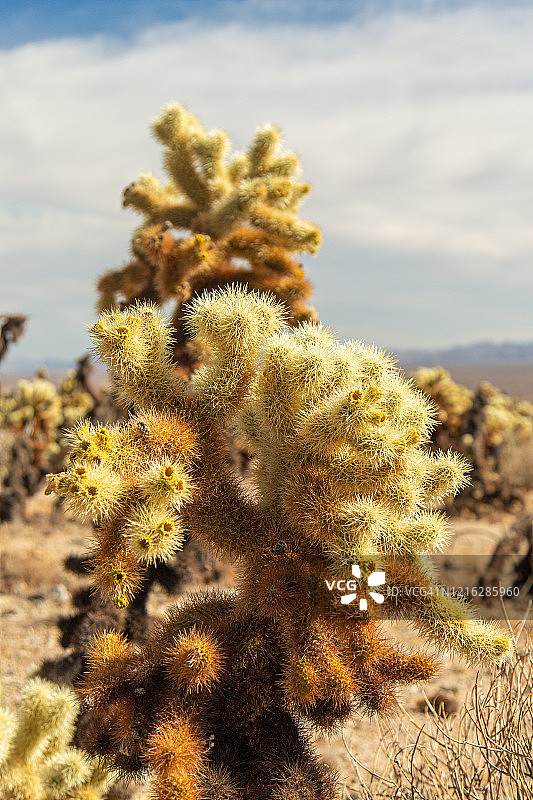 沙漠天空下的泰迪熊仙人掌特写图片素材