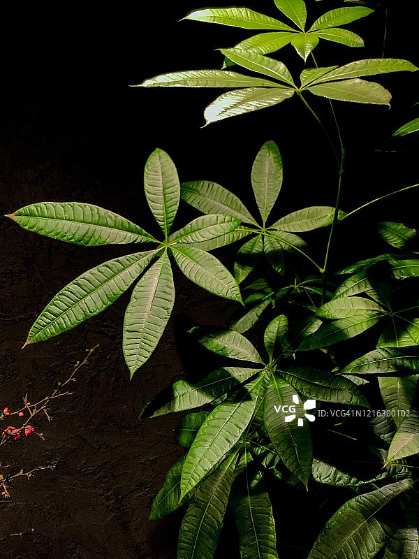 盆栽，发财树图片素材