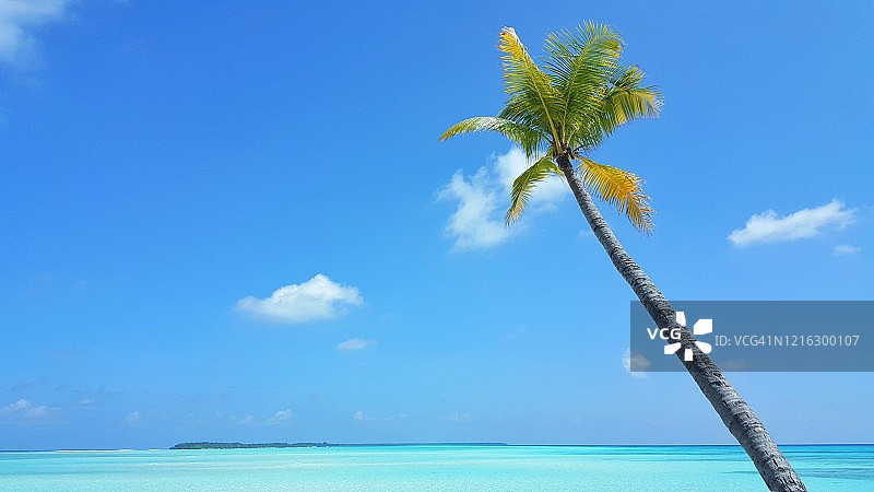 泻湖和白色沙滩上的棕榈树图片素材