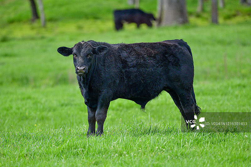 农场生活图片素材