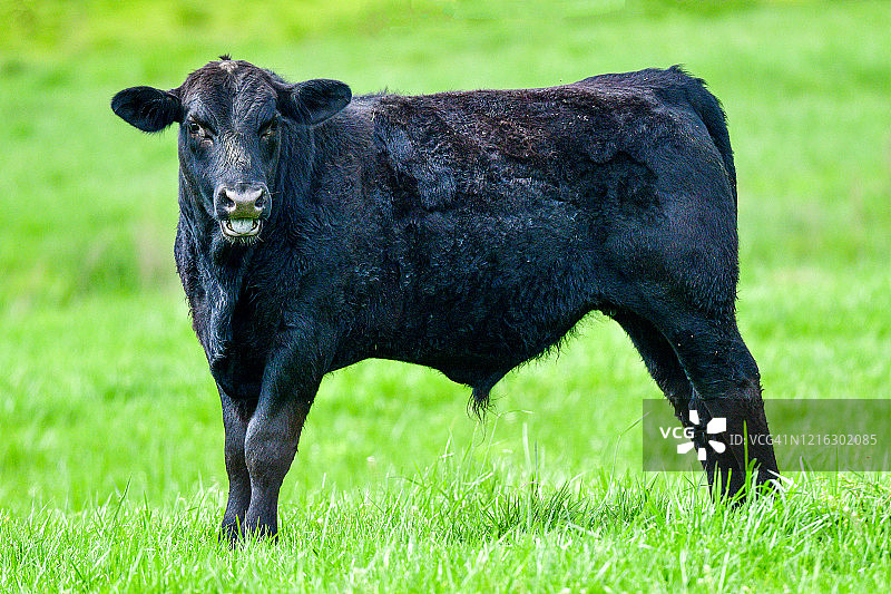 农场生活图片素材