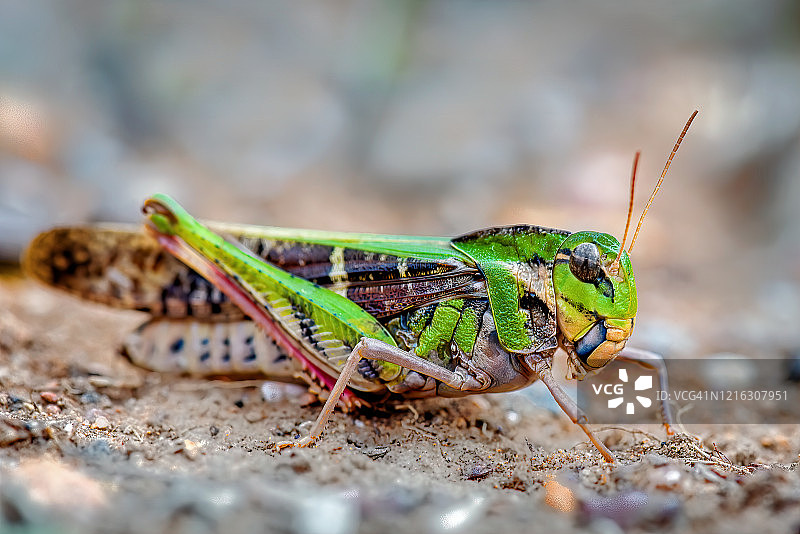 黄翅蝗虫图片素材