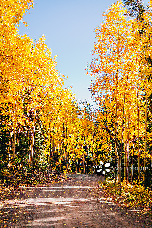 秋季在科罗拉多州格兰德梅萨国家森林公园，行驶在穿过高大白杨树的泥泞道路上图片素材