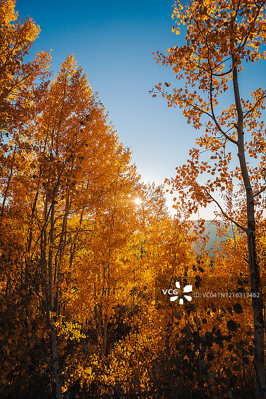 科罗拉多州格兰德梅萨国家森林的秋色中，美丽的晚霞照耀着橙色白杨树叶图片素材