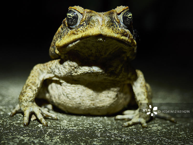 海蟾蜍图片素材