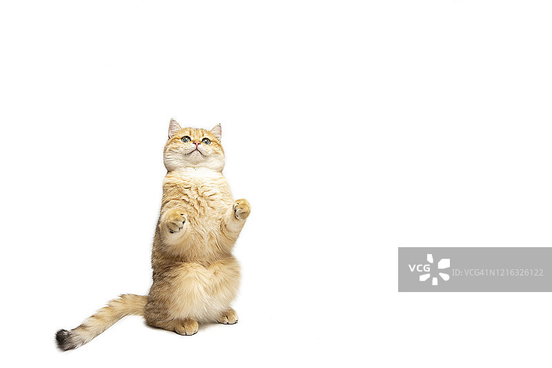 在白色背景上举起爪子的小猫图片素材