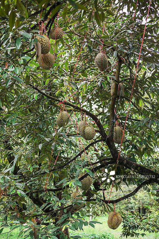 金色枕头榴莲图片素材