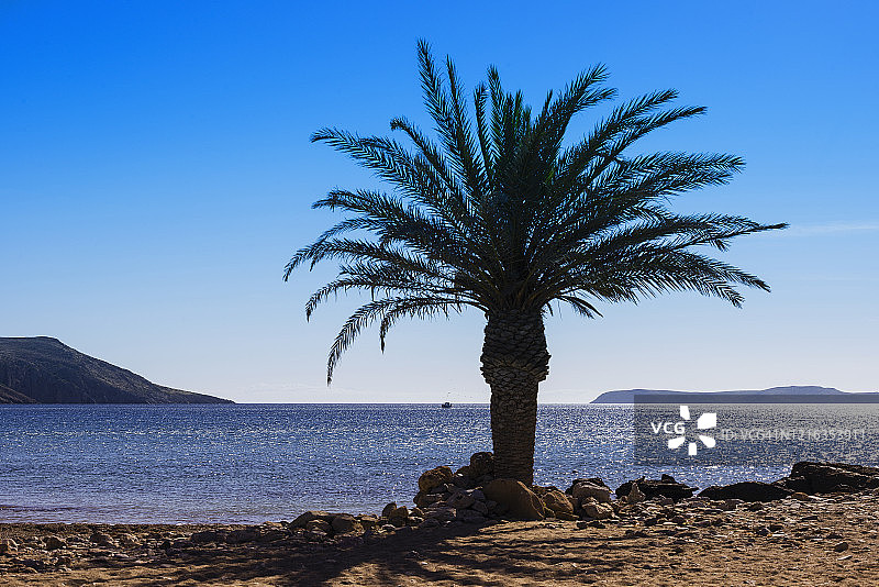 克里特岛伊塔诺斯海滩的克里特海枣，靠近瓦伊图片素材