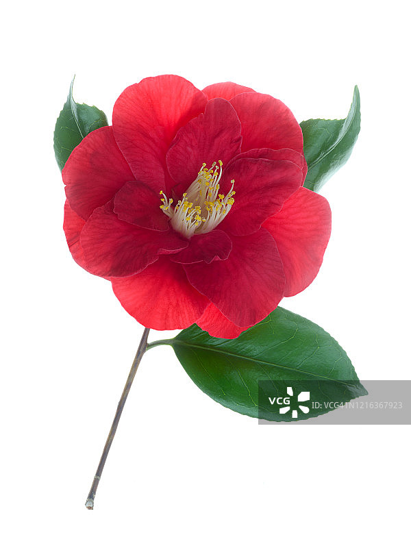 白色背景上的红色山茶花，威廉姆斯山茶图片素材