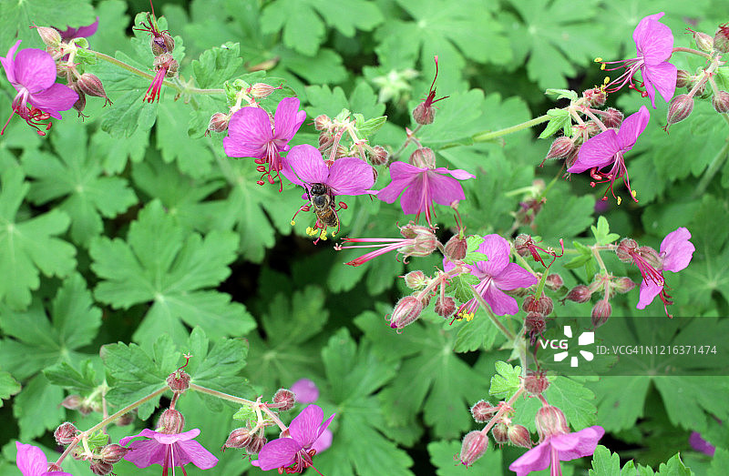 盛开的大花香老鹳草的紫色花朵和蜜蜂图片素材