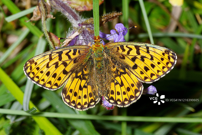 珠母贝[Boloria euphrosyne]蝴蝶图片素材