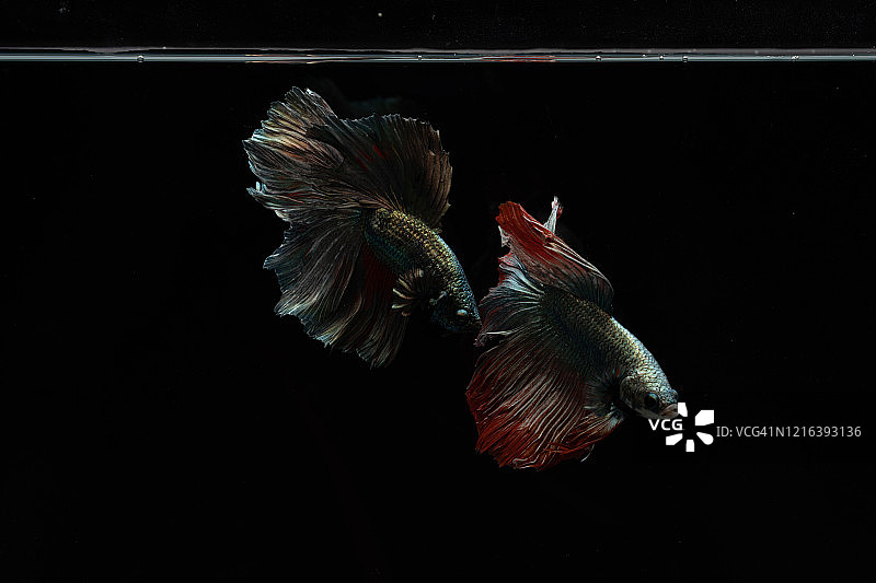 泰国斗鱼，受欢迎的观赏鱼图片素材