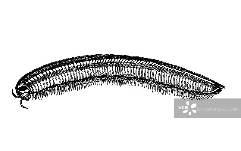 蜈蚣古董雕刻插图图片素材