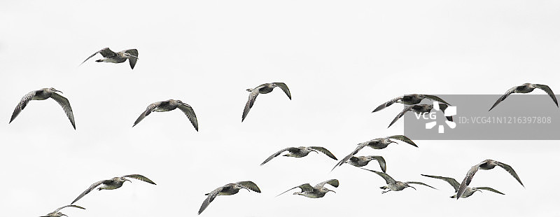 一群飞行的鸟图片素材