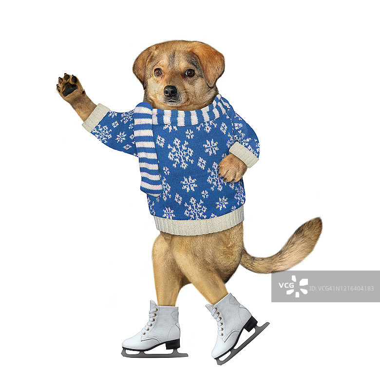 穿着蓝色毛衣滑冰的小狗图片素材