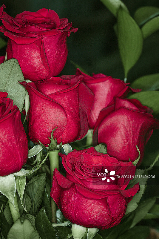 一束红玫瑰图片素材