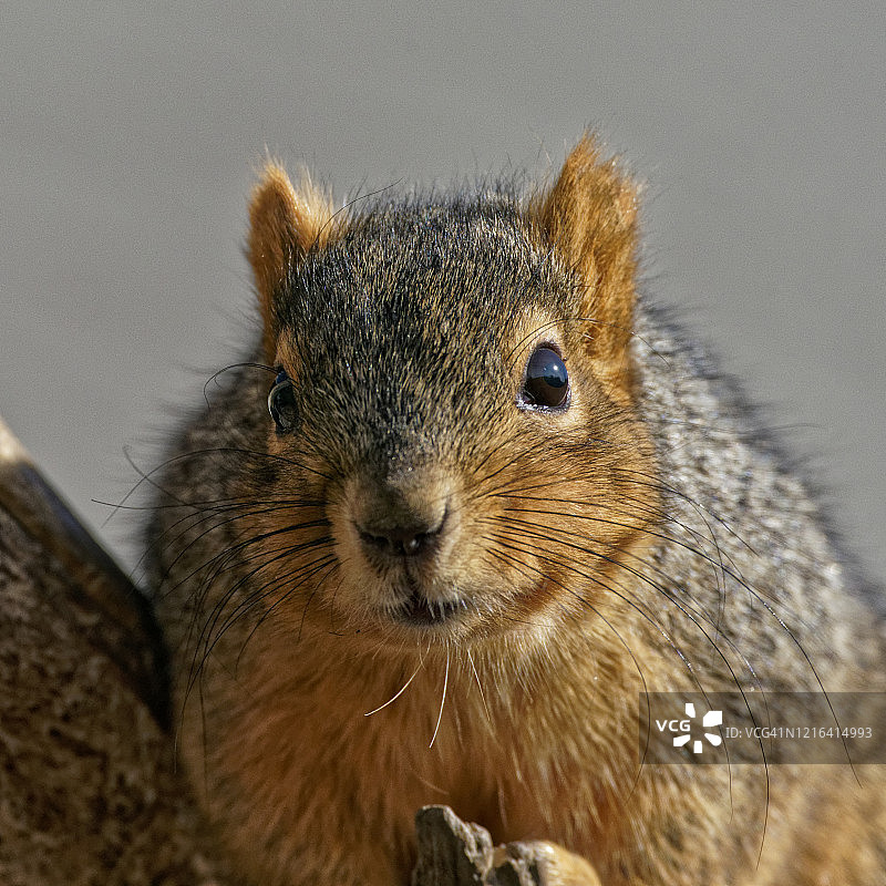 松鼠的特写图片素材
