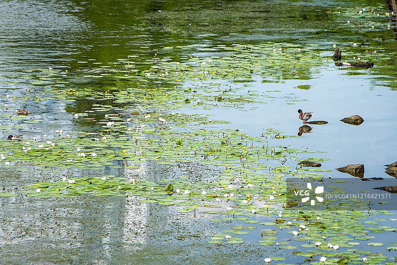 在加里宁格勒中心的普列戈利亚河上航行的游船图片素材