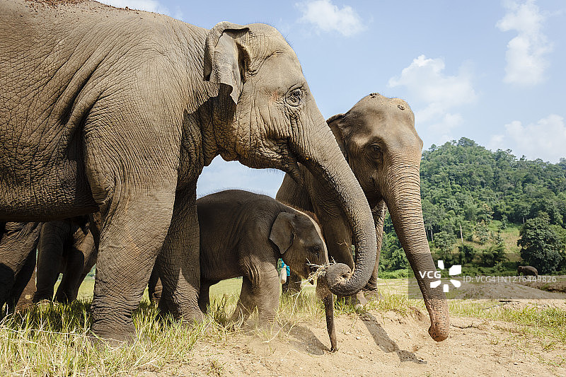 泰国清迈大象救援公园图片素材
