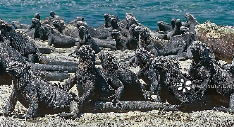 加拉帕戈斯群岛的鬣蜥在阳光下取暖图片素材