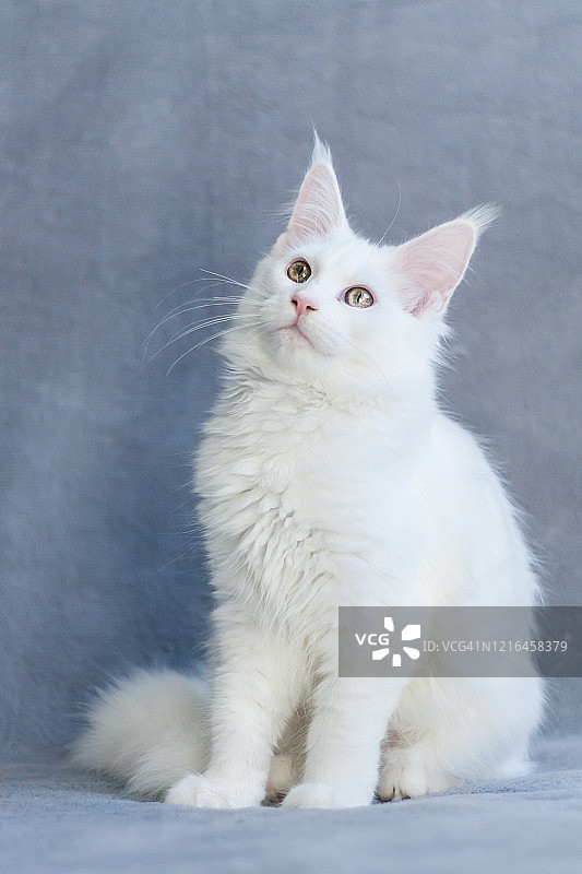 坐着的可爱白色缅因猫，黄色的眼睛图片素材