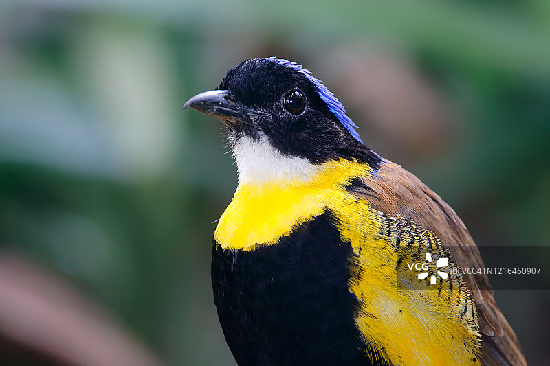 Gurney氏八色鸫：泰国美丽的雄鸟图片素材