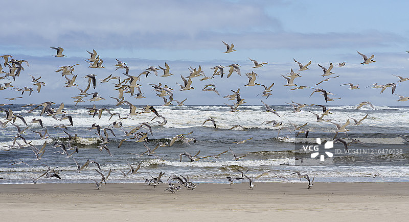 空中飞行的白腰燕鸥图片素材