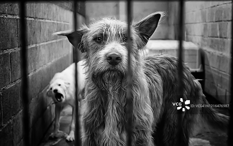 锁着的犬舍狗图片素材