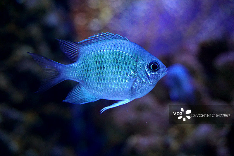 蓝色小鱼图片素材