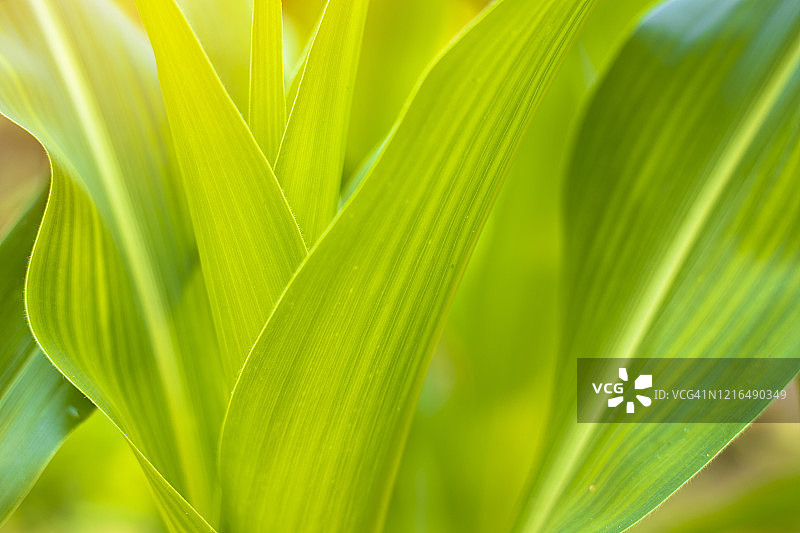 日落时分玉米幼苗叶子特写图片素材